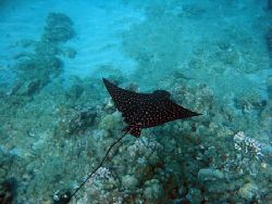 Spotted Eagle Ray. Maui, Hawaii by Todd Meadows 